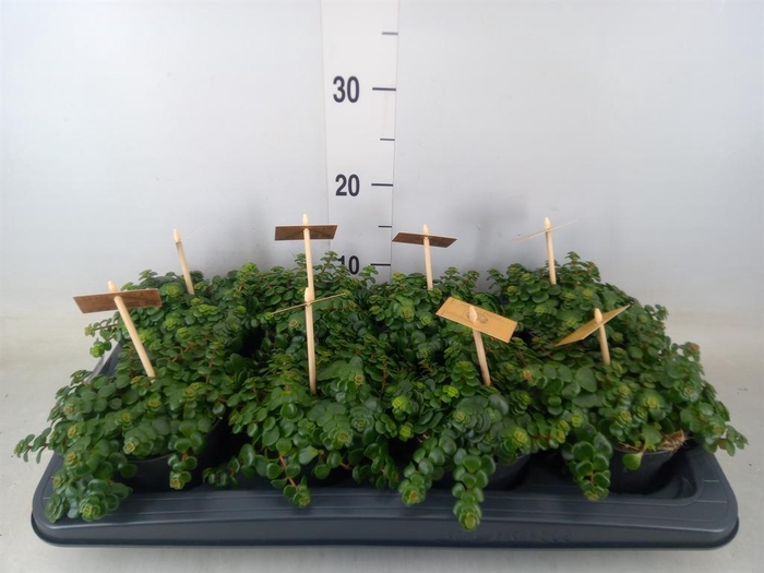 <h4>Sedum makinoi 'Kosmosje'</h4>