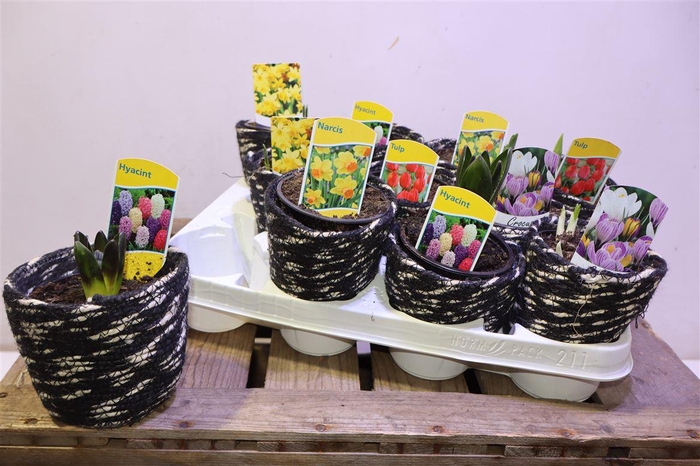 <h4>Bolbloemen Gem</h4>