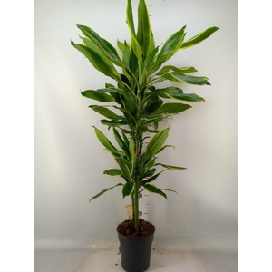 Dracaena frag. 'Golden Coast'