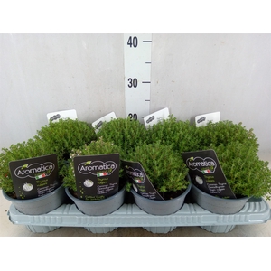 Thymus vulgaris 'Compactus'