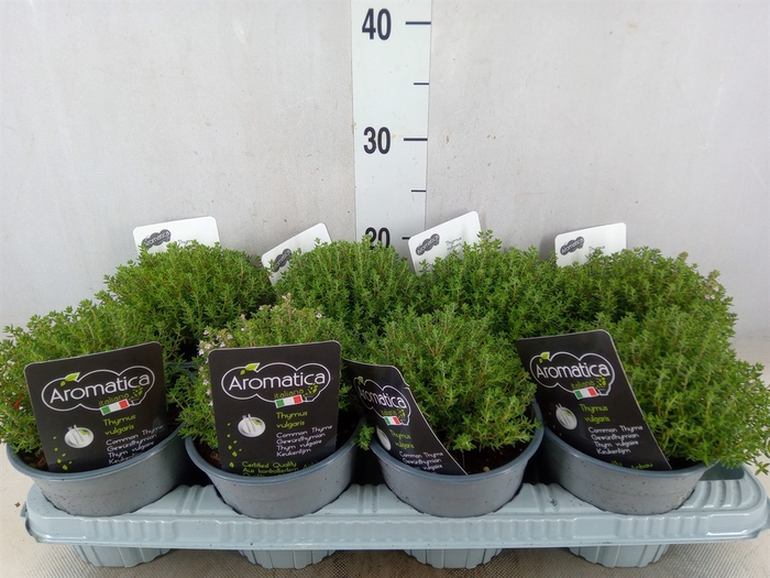 <h4>Thymus vulgaris 'Compactus'</h4>