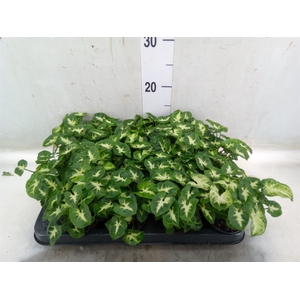 Syngonium  'Pixie'
