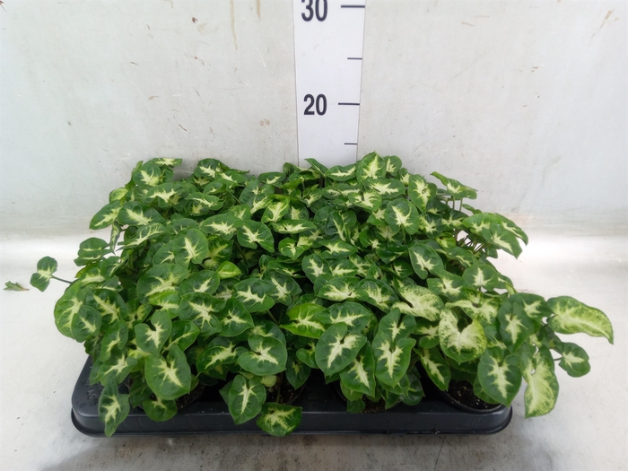 <h4>Syngonium  'Pixie'</h4>