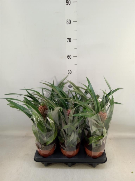 <h4>Ananas  'Rosita'</h4>