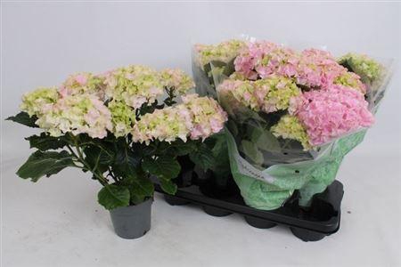 <h4>Hydr M Hi River 6-7+</h4>