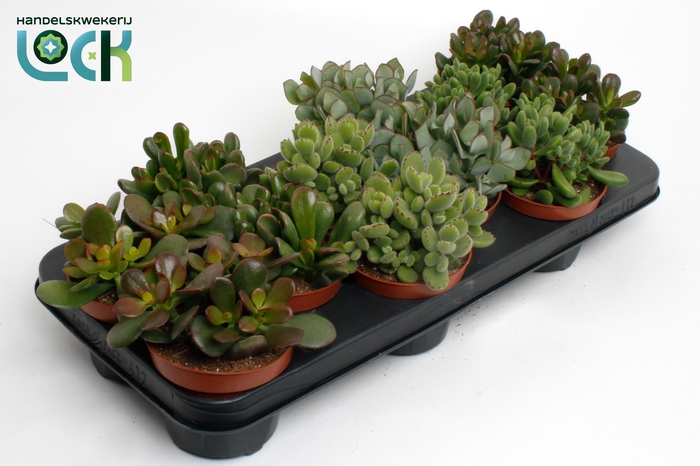 <h4>Crassula Mix</h4>