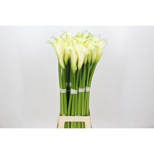 Zantedeschia Eydolls White