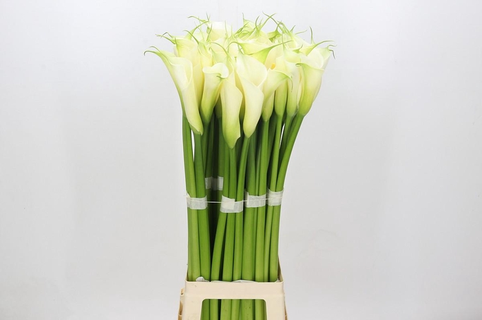 Zantedeschia Eydolls White