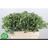 Pittosporum Ilan