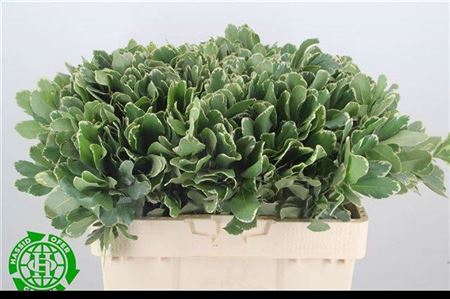 Pittosporum Ilan