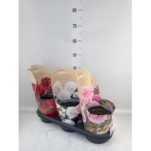 Paeonia lact.   ...mix