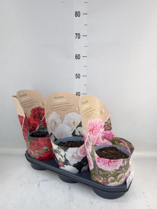 <h4>Paeonia lact.   ...mix</h4>