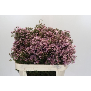 Chamelaucium Jupiter Solar