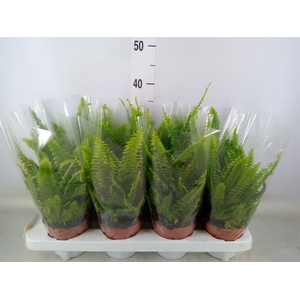 Nephrolepis exal. 'Green Lady'