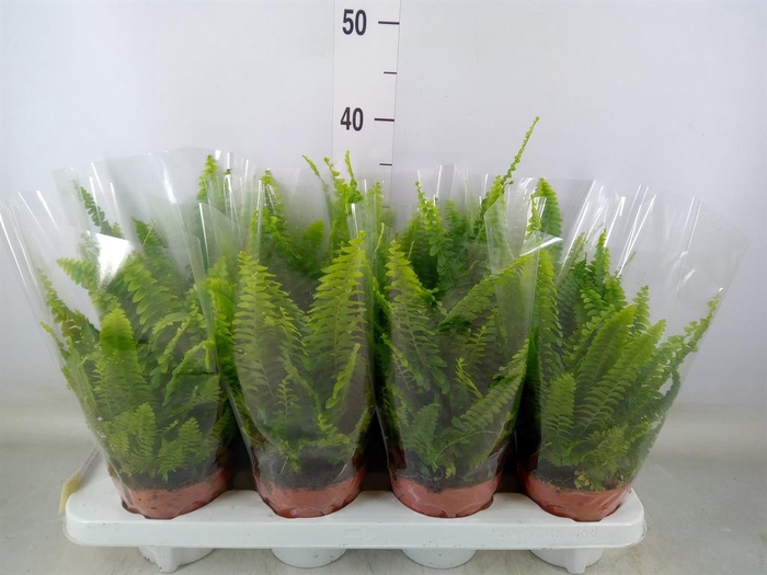 <h4>Nephrolepis exal. 'Green Lady'</h4>