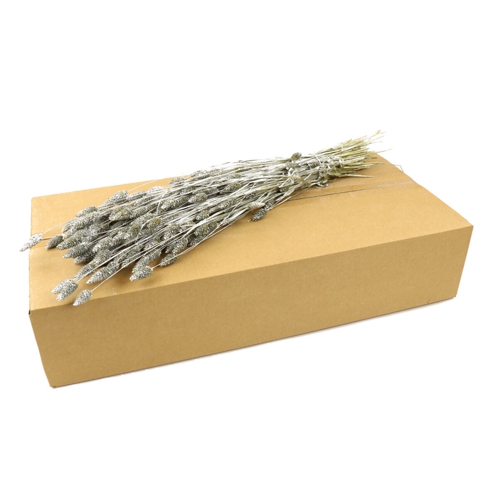 <h4>Droogbloem/doos Phalaris 70cm</h4>