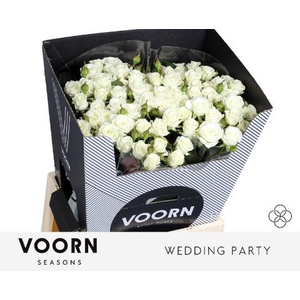 Rosa spray wedding party