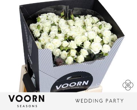 <h4>Rosa spray wedding party</h4>
