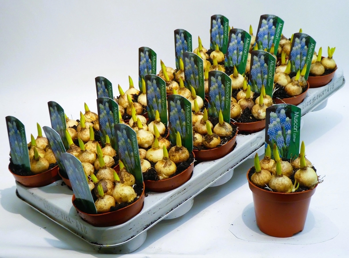 <h4>Muscari Esther 9cm</h4>