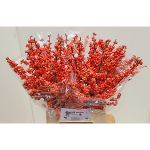 ILEX VE OUDIJ ORANGE