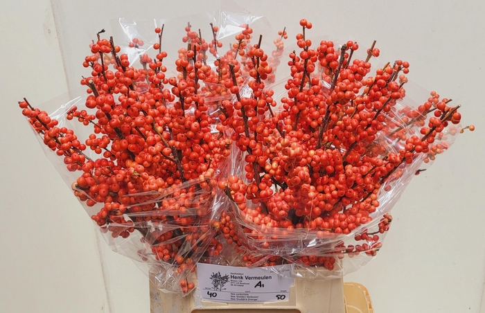 <h4>ILEX VE OUDIJ ORANGE</h4>