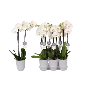 Phalaenopsis White World, 2-spike Grey Ceramics