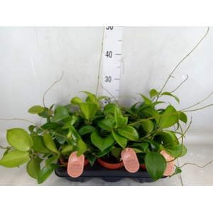 Hoya quinquenervia