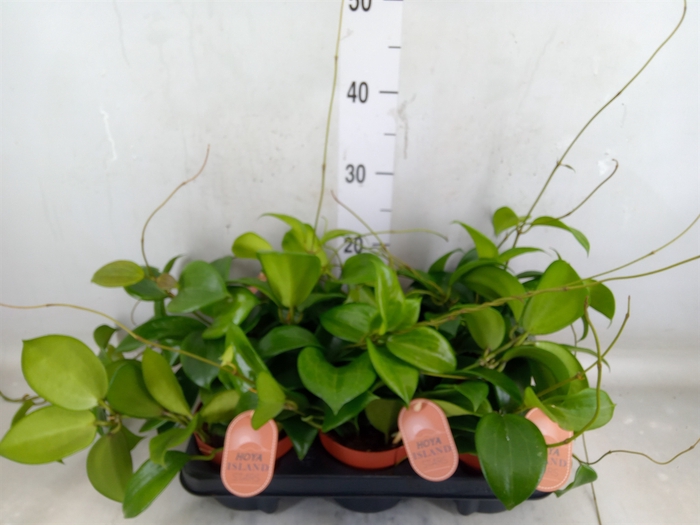 <h4>Hoya quinquenervia</h4>