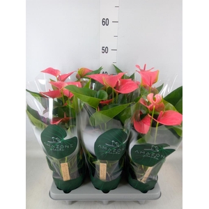 Anthurium andr. 'Sweet Dream'