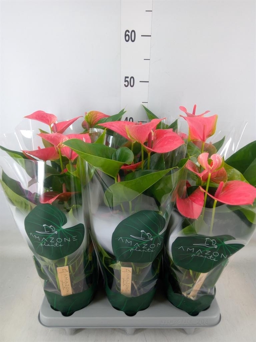 <h4>Anthurium andr. 'Sweet Dream'</h4>