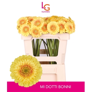 Germini Pomponi Dotti Bonni Water
