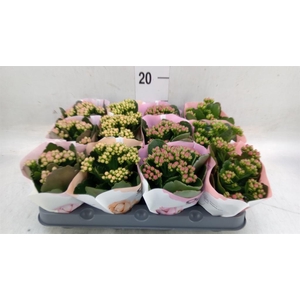 Kalanchoe blos.   ..rosebud mix  4
