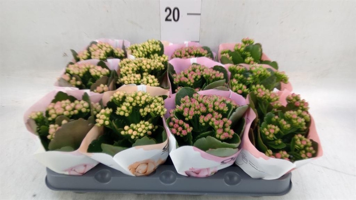 <h4>Kalanchoe blos.   ..rosebud mix  4</h4>