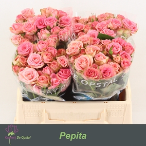 R Tr Pepita Opstal