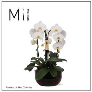 Mimesis Phal. Arrangement Crown White - 3 spike 26cm in Saskia Black ceramic