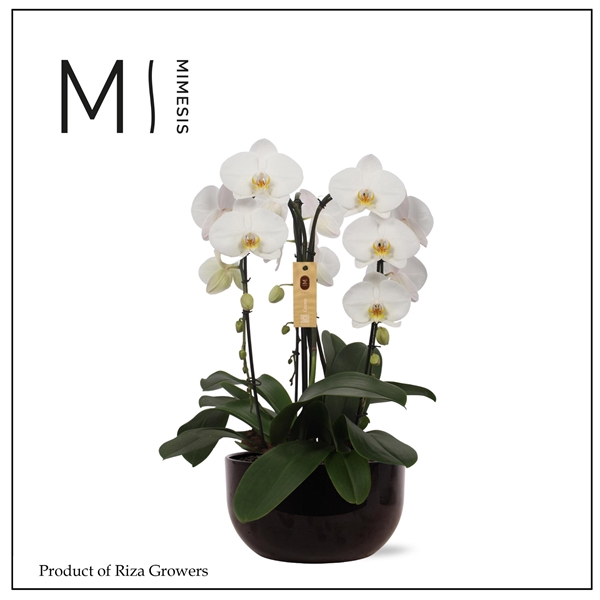 <h4>Mimesis Phal. Arrangement Crown White - 3 spike 26cm in Saskia Black ceramic</h4>