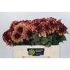Dahlia Creme de Cognac