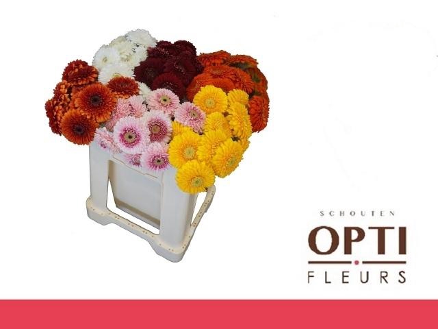 <h4>Ge Mb Pom Gem</h4>