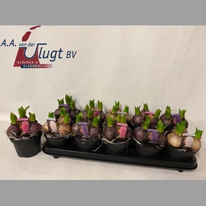 HYACIN PEAR GEM 3 KL