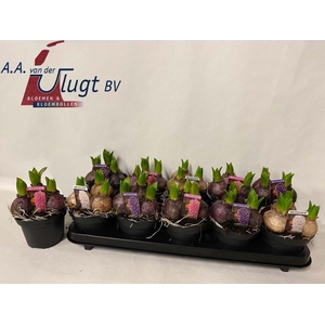 HYACIN PEAR GEM 3 KL