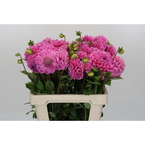 Dahlia Sweet Fabienne