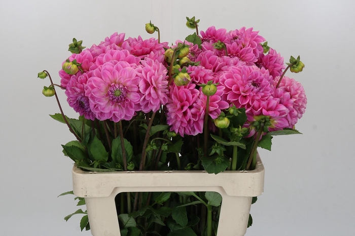 <h4>Dahlia Sweet Fabienne</h4>