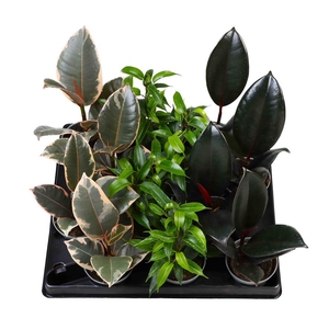 FICUS MIX P6