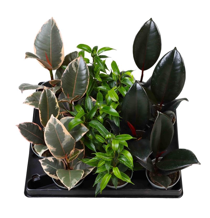 <h4>FICUS MIX P6</h4>