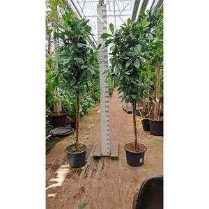 Cyathistipula gedraaide stam 260