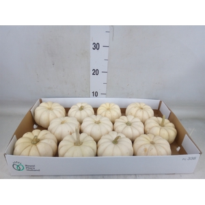 Cucurbita pepo