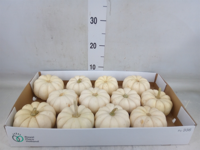 <h4>Cucurbita pepo</h4>