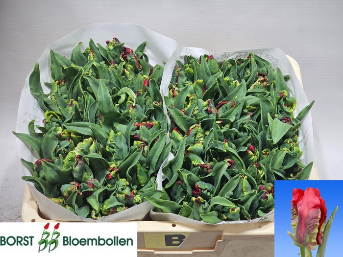 <h4>TU PA SEADOV PARROT</h4>