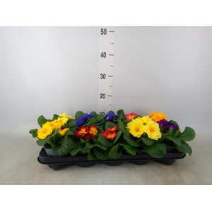 Primula ac.   ...mix