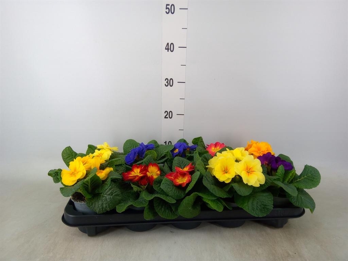 <h4>Primula ac.   ...mix</h4>
